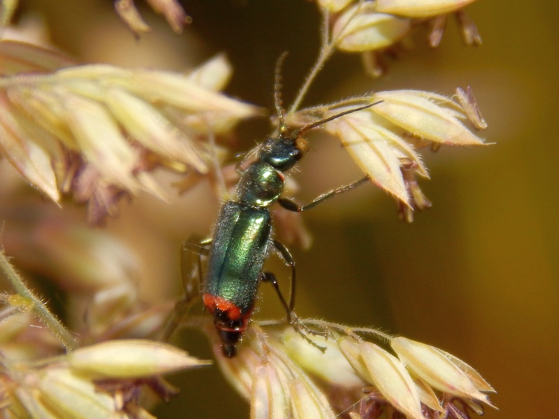 Coleottero Malachius da ID